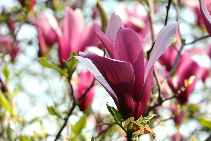 Fototapete Weiße und rosa Magnolie