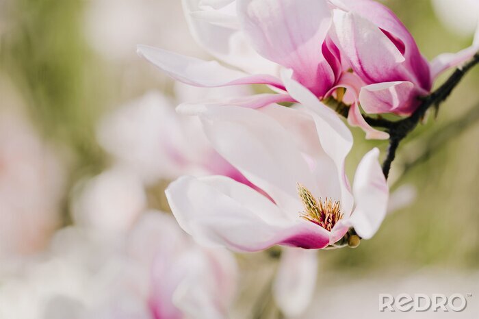 Fototapete Weiße und rosa Magnolienflocken
