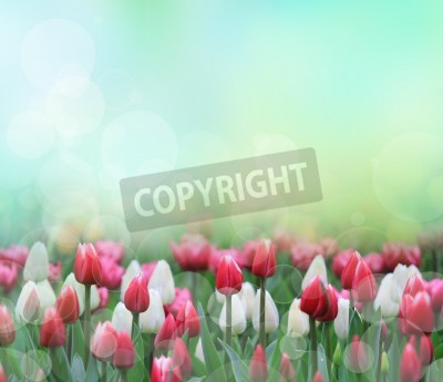 Fototapete Weiße und rote Tulpen