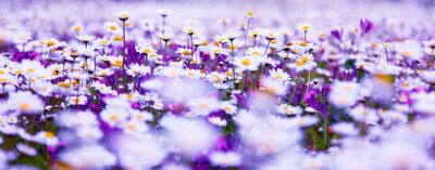 Fototapete Weiße und violette Blumen im Feld