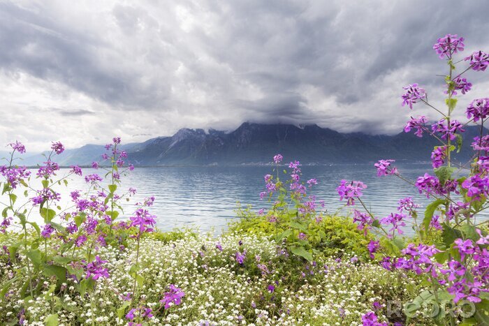 Fototapete Weiße und violette Blumen vor dem Hintergrund der Berge