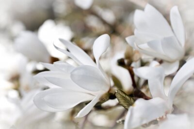 Fototapete Weiße zarte Magnolien