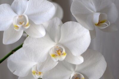 Fototapete Weißer Armvoll von Orchideen