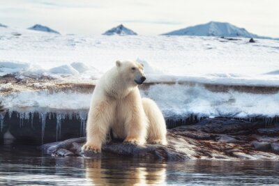 Fototapete Weißer Bär auf Eis