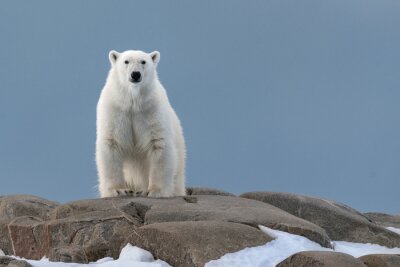 Fototapete Weißer Bär auf Felsen