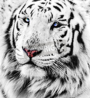 Fototapete Weißer blauäugiger tiger
