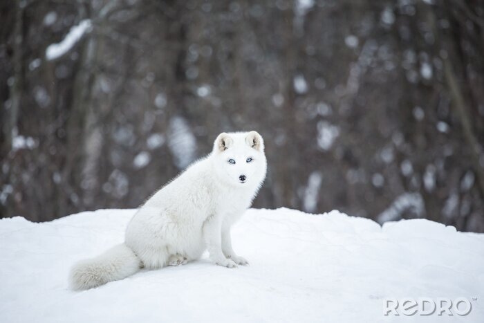 Fototapete Weißer Fuchs im Schnee
