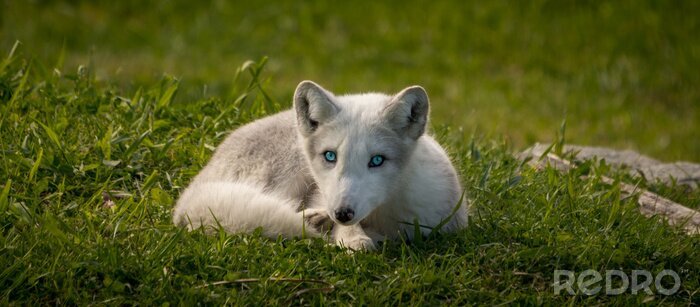 Fototapete weißer Fuchs mit blauen Augen