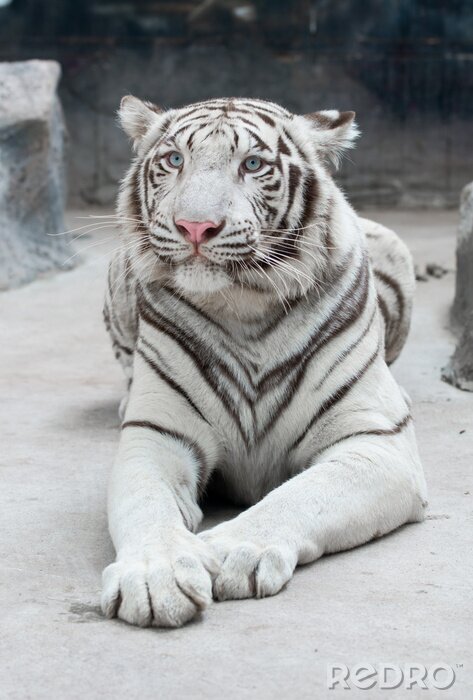 Fototapete Weißer liegender bengalischer tiger