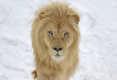 Weißer Löwe im Schnee