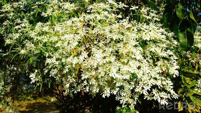 Fototapete Weißer Magnolienstrauch