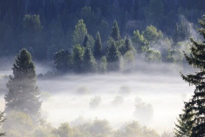 Fototapete Weißer nebel über dem wald