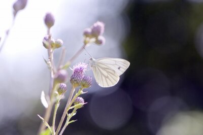 Fototapete Weißer Schmetterling und Natur