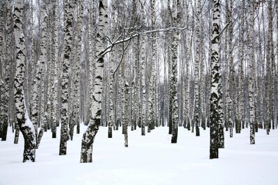 Weißer Schnee auf Birken