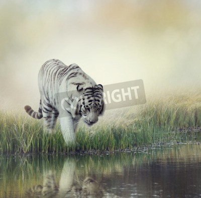 Fototapete Weißer tiger am teich