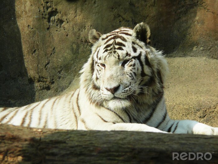 Fototapete Weißer tiger auf dem auslauf