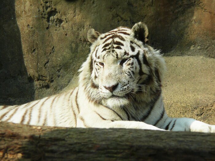 Fototapete Weißer tiger auf dem auslauf