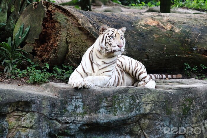 Fototapete Weißer tiger auf felsen