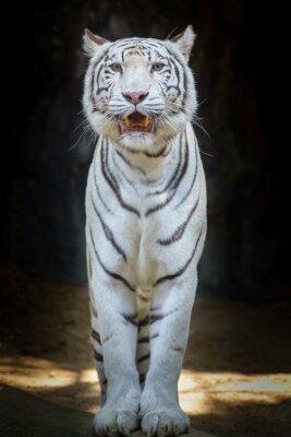 Fototapete Weißer tiger auf schwarzem hintergrund