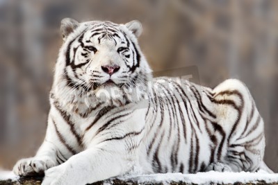 Fototapete Weißer tiger auf verschwommenem hintergrund