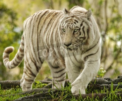 Fototapete Weißer tiger im grünen