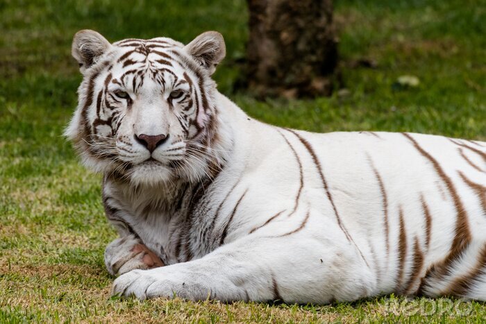 Fototapete Weißer tiger im grünen