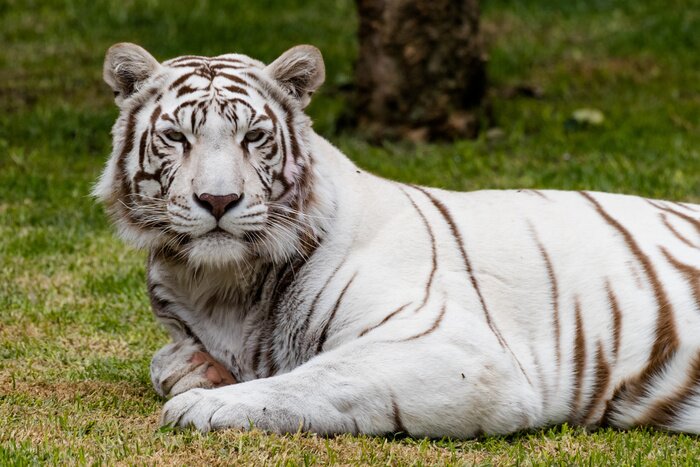 Fototapete Weißer tiger im grünen