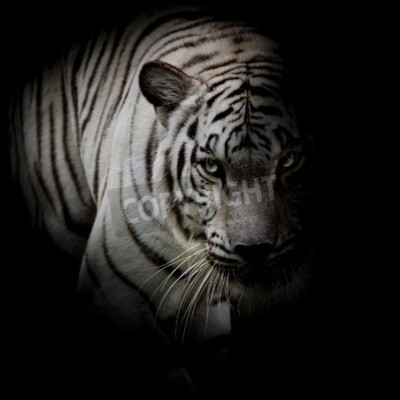 Fototapete Weißer tiger im schatten