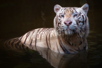 Fototapete Weißer tiger im wasser