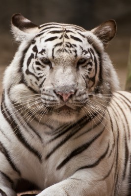 Fototapete Weißer tiger im zoo