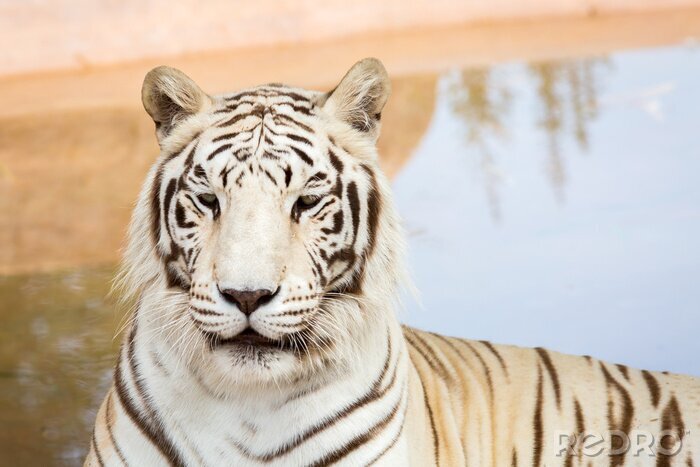 Fototapete Weißer tiger im zoo