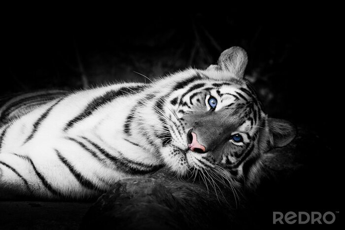 Fototapete Weißer tiger mit blauen augen