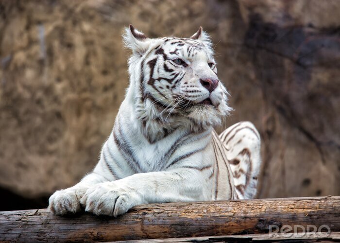 Fototapete Weißer tiger mit felsen im hintergrund