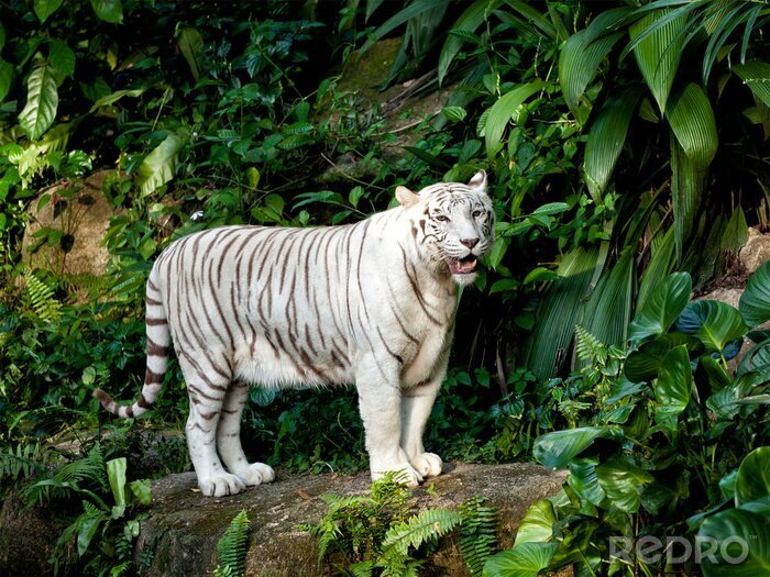 Fototapete Weißer Tiger und Pflanzen
