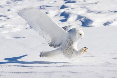 Fototapete weißer Vogel im Schnee
