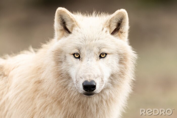Fototapete Weißer Wolf auf verschwommenem Hintergrund