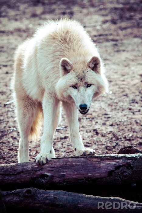 Fototapete Weißer Wolf im Wald