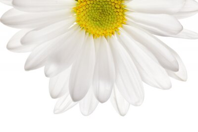 Fototapete Weißes Gänseblümchen mit gelber Mitte