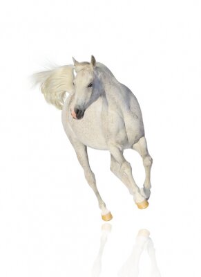 Weißes laufendes pferd