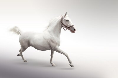 Fototapete Weißes, lebhaftes pferd