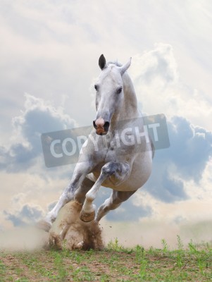 Fototapete Weißes pferd am himmel