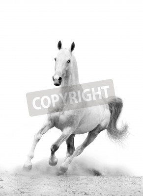Fototapete Weißes pferd auf einer sandigen straße