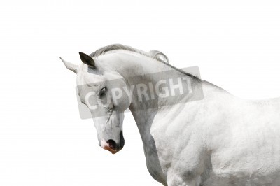 Fototapete Weißes pferd auf hellem hintergrund
