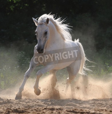 Fototapete Weißes pferd im sonnenschein