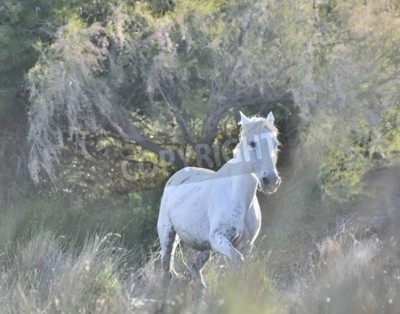 Fototapete Weißes pferd mit bäumen im hintergrund
