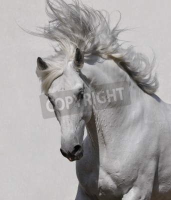 Fototapete Weißes pferd mit gebrochener mähne
