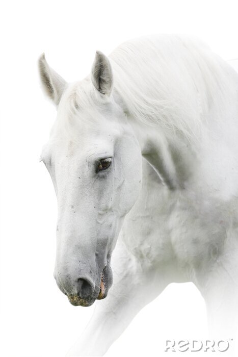 Fototapete Weißes pferd mit gesenktem kopf