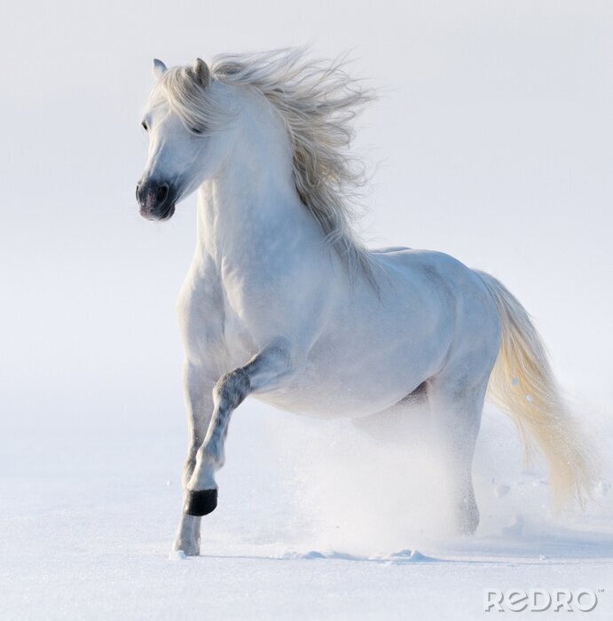 Fototapete Weißes Pferd voller Majestät