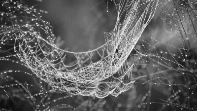 Fototapete Weißes Spinnennetz mit Regentropfen