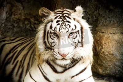 Fototapete Weißes tigerchen in thailand